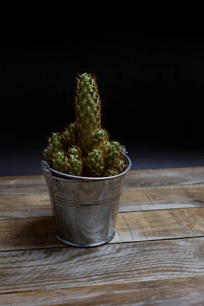 Spiny Cactus Galvanized Steel Flowerpot Old Wooden Table — Stock Photo, Image