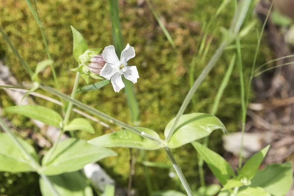 Wild Flower White Color Green Natural Background — Stock Photo, Image