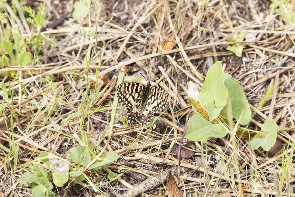 Motyl Karmienia Pyłek Nektar Kwiatów Zapylania — Zdjęcie stockowe