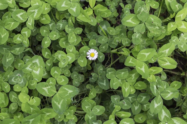 Green Background Treboles Solitary Daisy Able Put Text — Stock Photo, Image