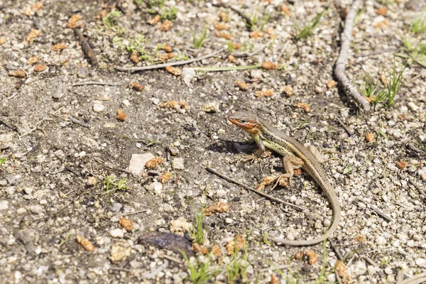 Small Lizard Watching Stones Able Hunt — Stock Photo, Image