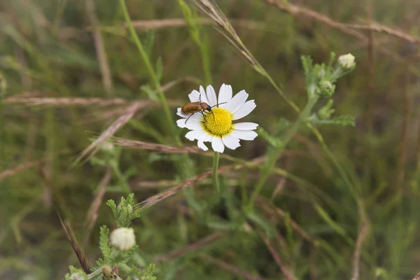 Etetés Pollen Nektárforrások Egy Virág Beporzó Rovar — Stock Fotó