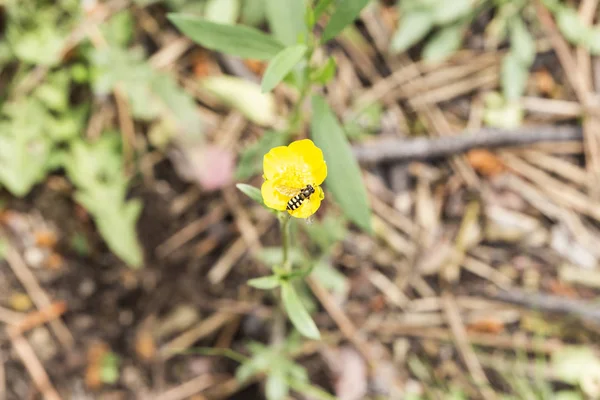 Abelha Alimentando Pólen Néctar Uma Flor Polinizando — Fotografia de Stock