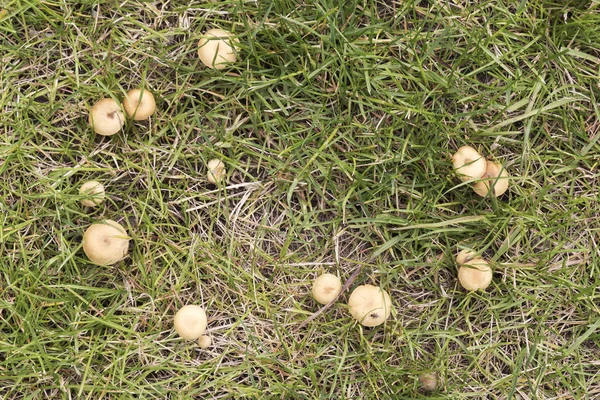 Groep Oranje Paddestoelen Een Mantel Van Groen Gras Gebruiken Als — Stockfoto