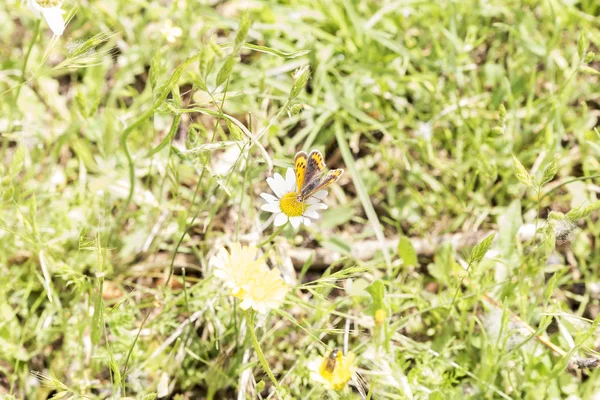 Mariposa Alimentándose Polen Néctar Una Flor Polinizadora —  Fotos de Stock