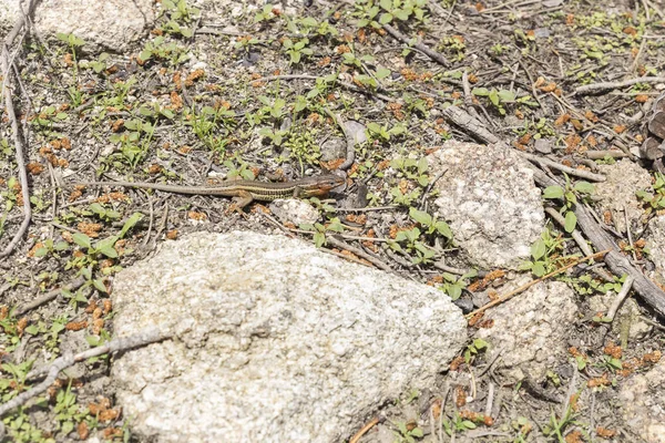 Kleine Eidechse Beobachtet Zwischen Den Steinen Jagen Können — Stockfoto