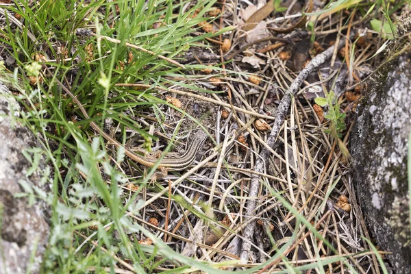 Piccola Lucertola Che Nasconde Tra Erbe Essiccate Cacciare — Foto Stock