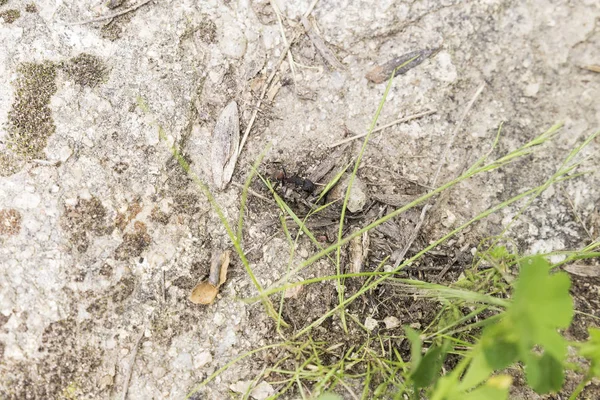 Lonely Black Ant Working Search Food — Stock Photo, Image