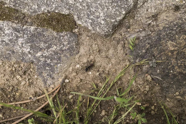 Einsame Schwarze Ameise Arbeitet Auf Der Suche Nach Nahrung — Stockfoto