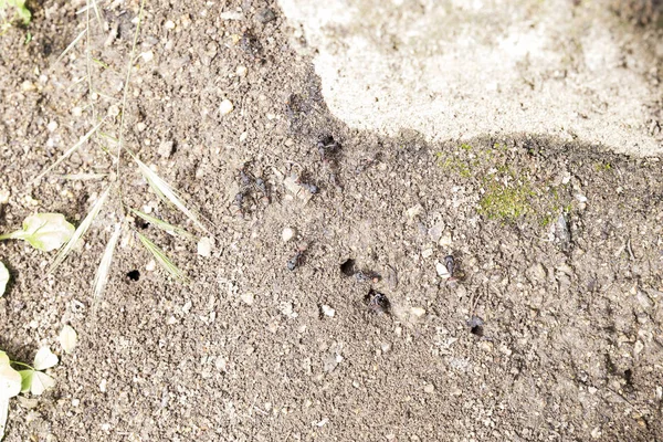 Schwarze Ameisen Arbeiten Eingang Ihres Ameisenhaufens Einem Sonnigen Tag Nahrung — Stockfoto
