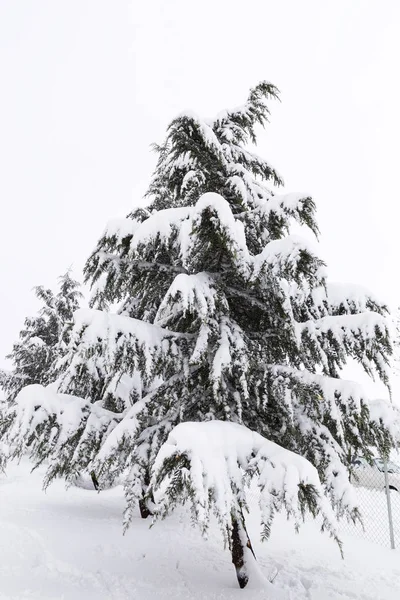 Mooi Beeld Van Besneeuwde Spar Een Koude Winterdag — Stockfoto