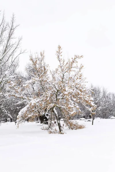 Bomen Met Sneeuw Hun Kopjes Een Eenzame Besneeuwde Park Een — Stockfoto