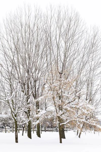 Bomen Met Sneeuw Hun Kopjes Een Eenzame Besneeuwde Park Een — Stockfoto