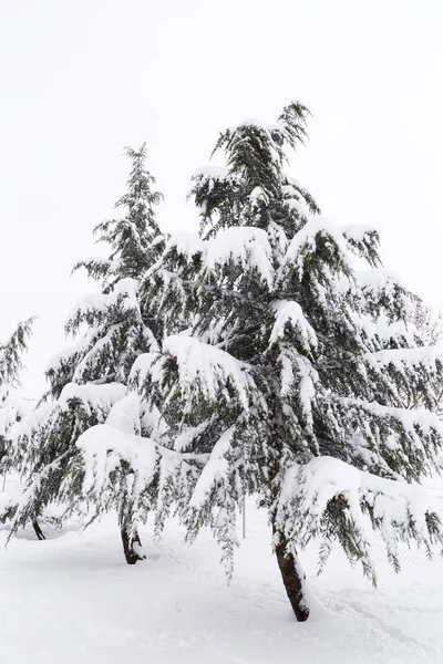 Красивый Образ Снежной Ели Холодный Зимний День — стоковое фото