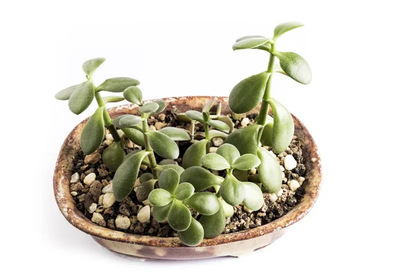 Сочное Зеленое Растение Терракотовом Горшке Белом Фоне — стоковое фото