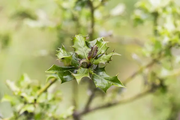 Gröna Blad Holly Med Grön Bakgrund Fokus — Stockfoto