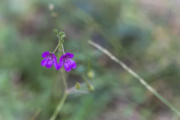 Kicsi Szép Lila Virágok Nem Fókuszált Zöld Háttér — Stock Fotó