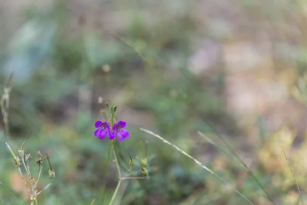 Small Beautiful Purple Flowers Unfocused Green Background — Stock Photo, Image