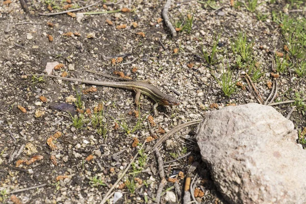 Small Lizard Watching Stones — Stock Photo, Image