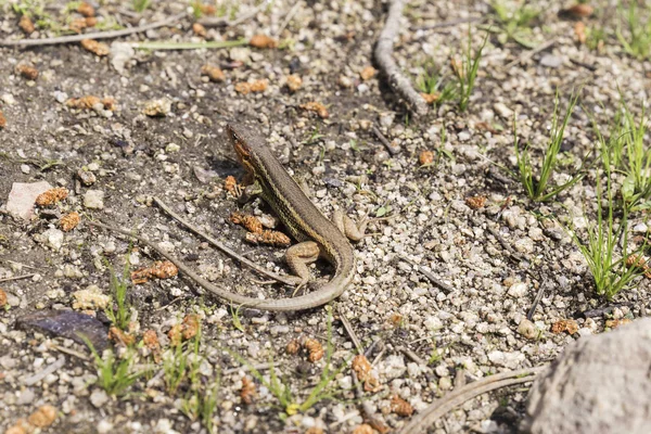 Small Lizard Watching Stones — Stock Photo, Image