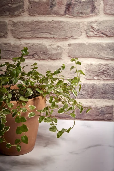 Grön växt i en terrakotta kruka — Stockfoto