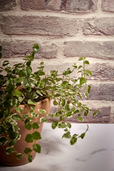 Grön växt i en terrakotta kruka — Stockfoto