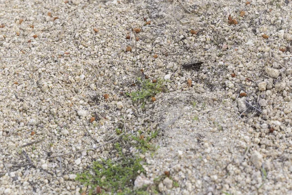 Kleine Graue Heuschrecke Getarnt Auf Dem Boden — Stockfoto