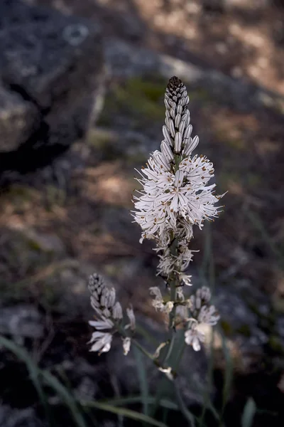 Schöne Asphodelus-Pflanze in voller Blüte — Stockfoto