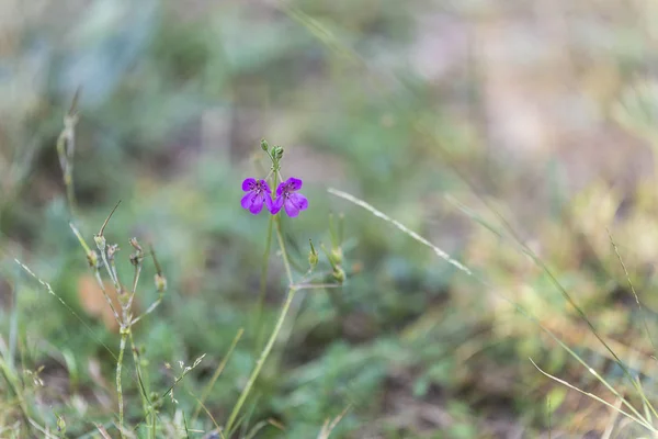 Beautiful flowers with green background unfocused — Stock Photo, Image