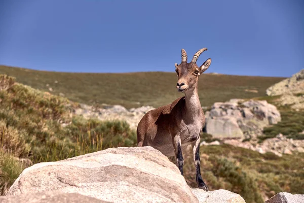 Stambecco alpino o Capra pyrenaica sulla cima della montagna contro le pietre nella catena montuosa della Sierra de Gredos . — Foto Stock