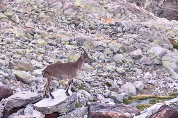 Íbex alpino ou Capra pirenaica no cume da montanha contra pedras na Serra de Gredos . — Fotografia de Stock