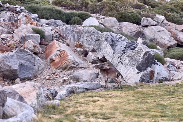 Άλπεων ibex ή Capra pyrenaica στην κορυφή του βουνού aga — Φωτογραφία Αρχείου
