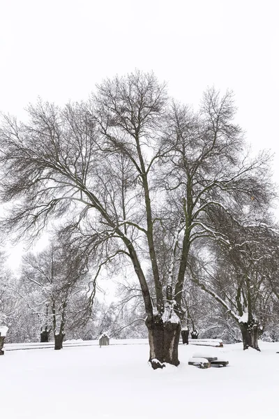 Снежный Парк Холодный Зимний День — стоковое фото