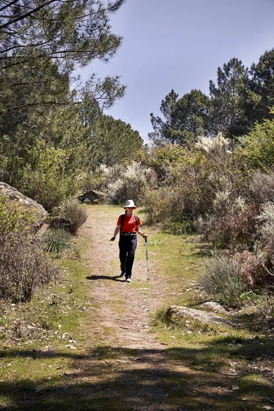 Femme faisant du trekking sur les sentiers d'une pinède sur le flanc d'une montagne — Photo