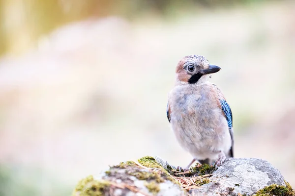 Retrato Hermoso Pájaro Posado Sobre Una Piedra Jay Garrulus Glandarius — Foto de Stock
