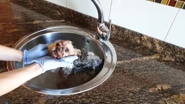Гель мыть маленькую собаку в куче дома — стоковое видео