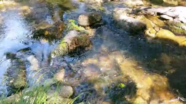 Agua Pequeño Río Montaña Que Corre Través Las Piedras Concepto — Vídeo de stock