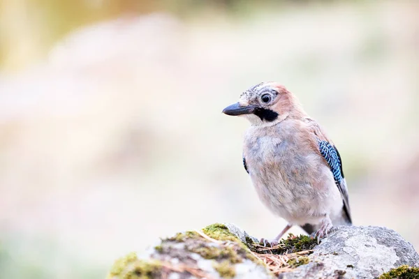 一只美丽的小鸟栖息在石头上的画像 Jay或Garrulus Glandarius 自然的概念 — 图库照片