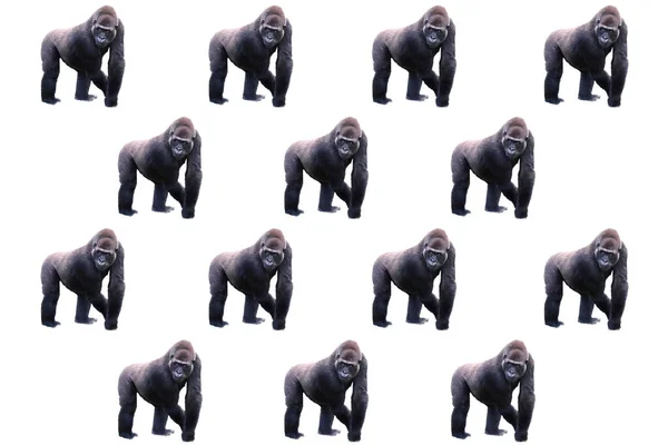 Samenstelling Met Een Jonge Zilverrug Gorilla Een Witte Achtergrond Begrip — Stockfoto