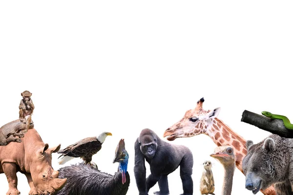 Velká Skupina Divokých Zvířat Zoo Bílém Pozadí Koncept Volně Žijících — Stock fotografie