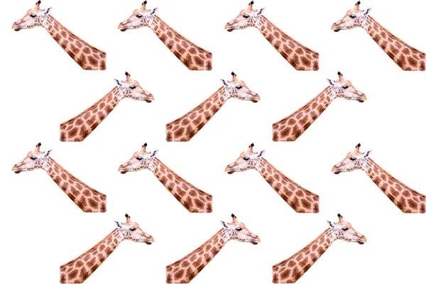 Volwassen Giraffe Hoofd Geïsoleerd Witte Achtergrond Begrip Wilde Dieren — Stockfoto