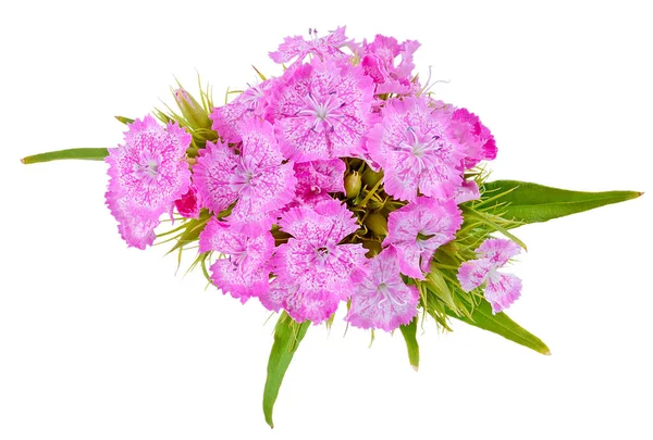 Top Image Bukiet Kwiat Pączek Płatkami Kwiatów Goździk Barbatus Blady — Zdjęcie stockowe