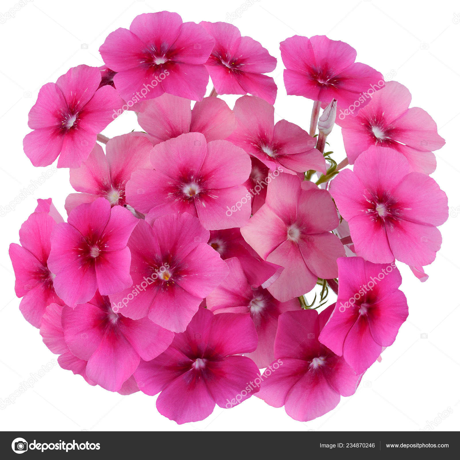 カラフルな夏の花束のイメージ花花びらドラモンド フロックス レッド赤クローズ アップ ホワイト バック グラウンドの分離 ストック写真 C Kub 1212