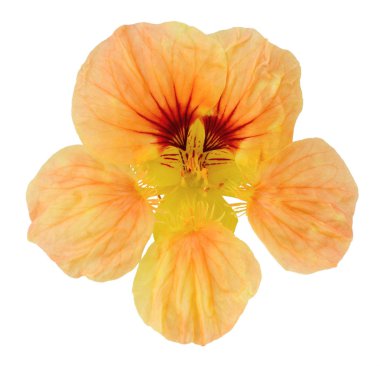 Beyaz arka plan üzerinde izole nasturtium yakın çekim tek çiçek parlak pembe turuncu