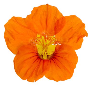 Nasturtium tek çiçek turuncu yakın çekim kırmızı sarı, beyaz arka plan üzerinde izole