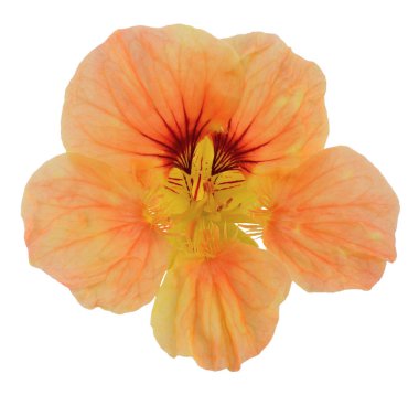 Nasturtium yakın çekim tek çiçek parlak sarı turuncu sarı beyaz arka plan üzerinde izole