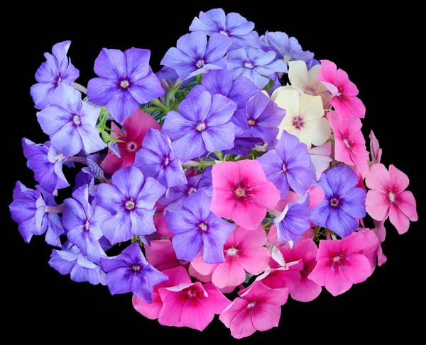 Imagem Buquê Verão Flores Coloridas Drummond Phlox Pétalas Lilás Roxo — Fotografia de Stock