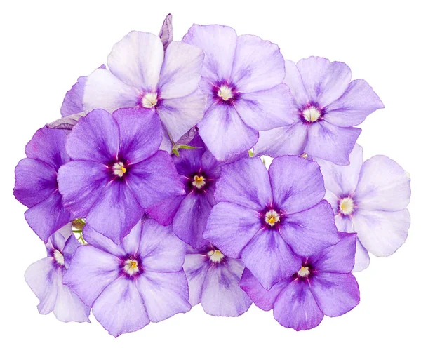 Buquê Verão Imagem Flores Coloridas Lepestkov Drummond Phlox Lilás Roxo — Fotografia de Stock