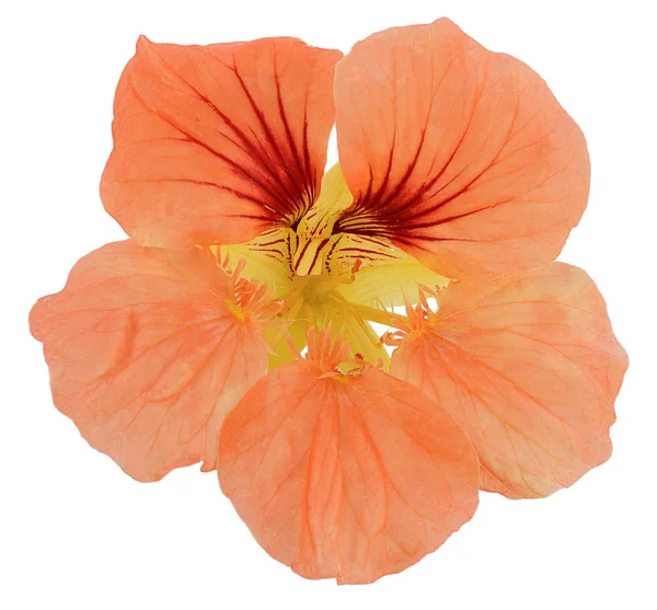 Nasturtium yakın çekim tek çiçek parlak sarı turuncu sarı beyaz arka plan üzerinde izole