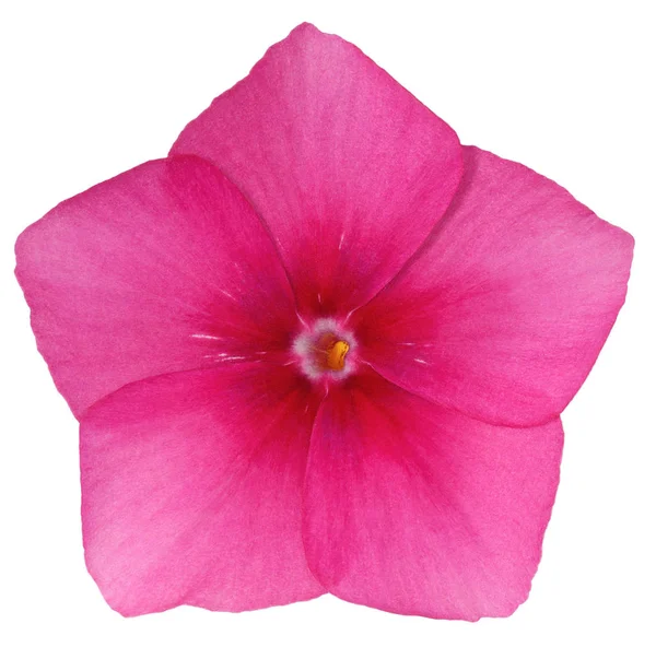 Yaz Tek Çiçek Petal Drummond Phlox Pembe Beyaz Arka Plan — Stok fotoğraf